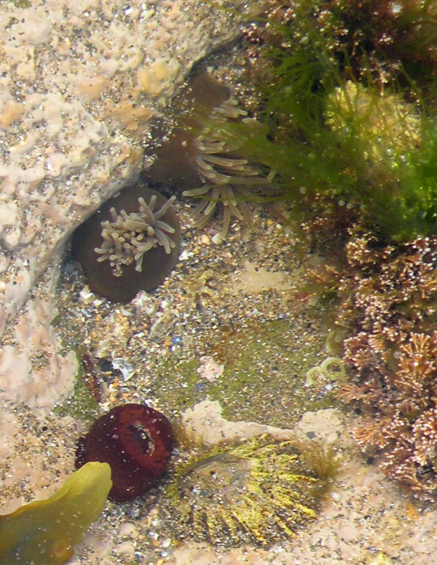 Sulle coste del Galles (prima parte)